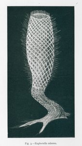 Schönheiten der Natur: Euplectella Suberea (Litho) von English School