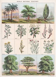 Bibel Naturgeschichte