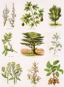 Biblische Naturgeschichte