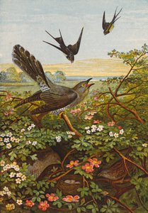 Vögel von English School