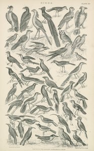 Vögel (Gravur) von English School