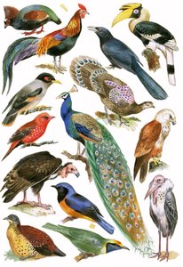 Vögel von English School