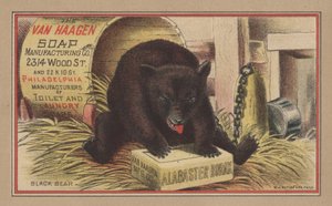 Schwarzbär von English School