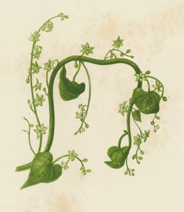 Schwarze Nieswurz, Tamus Communis von English School