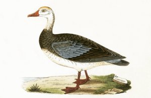 Blauflügelgans, Illustration aus 