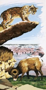 Luchs und Dickhornschaf im Grand Canyon National Park von English School