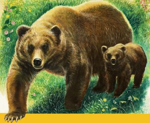 Braunbär und Junges
