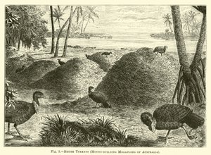 Buschtruthähne, Hügelbauende Megapoden Australiens von English School