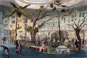 Bullocks Museum, 22 Piccadilly, London, aus Ackermanns Repository of Arts, 1809 von English School