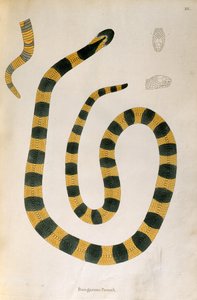 Bungarum Pamah Schlange aus Ein Bericht über indische Schlangen gesammelt von der Küste von Coromandel von Patrick Russell, London, 1796