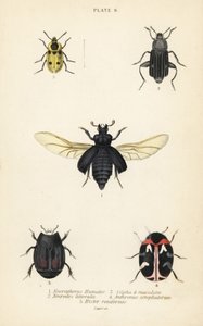 Totengräberkäfer, Nicrophorus humator 1, Aaskäfer, Necrodes littoralis 2, Dendroxena quadrimaculata 3, Teppichkäfer, Anthrenus scrophulariae 4, und Hister quadrimaculatus var von English School