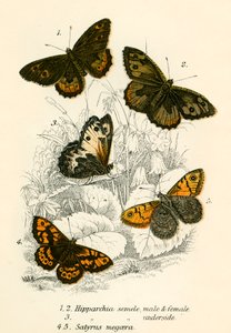 Schmetterlinge von English School
