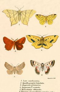 Schmetterlinge von English School