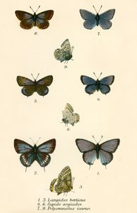Schmetterlinge von English School