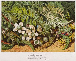 Schmetterlinge, Farne und Blumen