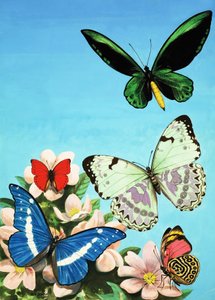 Schmetterlingsmontage von English School