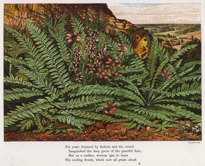 Schmetterling und Farne