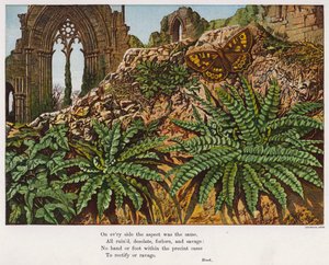 Schmetterling und Farne in den Ruinen einer Abtei