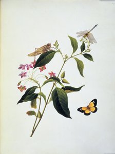 Schmetterling, Heuschrecke und Libelle auf einer Pflanze von English School