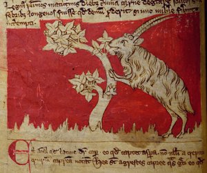 Ziege, aus Bestiarium