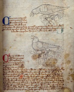 CCA-LitMs/D/10 fol. 20r Rabe und Krähe, aus Bestiarium von English School