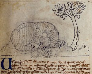 Bär, aus Bestiarium