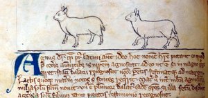 Lämmer, aus Bestiarium