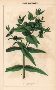 Wolfsmilch mit grünen Samen, Euphorbia lathyris, aus 