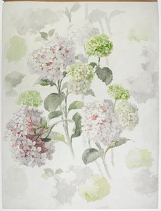 Teppichdesign von English School