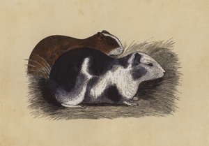Meerschweinchen