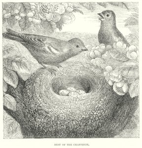 Buchfink von English School