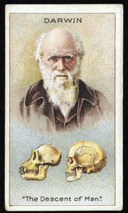 Charles Darwin, "Die Abstammung des Menschen", veröffentlicht 1924