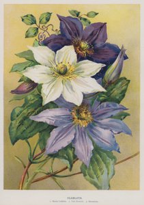 Clematis