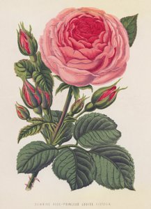 Kletterrose, Prinzessin Louise Victoria
