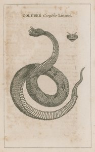 Coluber Cerastes Linnaei; Gehörnte Viper von Ägypten von English School