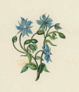 Borretsch, Borago Officinalis von English School