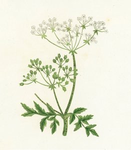 Gefleckter Schierling, Conium Maculatum von English School