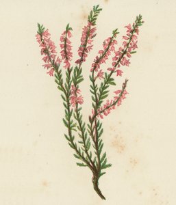 Besenheide, Calluna Vulgaris von English School
