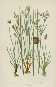 Gemeine Binsen, Kleinere Scharfe Meeresbinsen, Scharfblütige Gelenkbinsen, Gebüsche Alpenbinsen, Krötenbinsen von English School