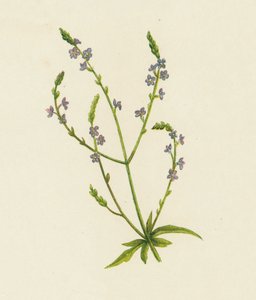 Echtes Eisenkraut, Verbena Officinalis von English School