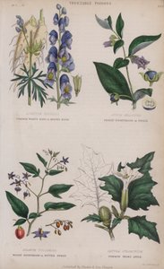 Gemeiner Eisenhut; Tollkirsche; Bittersüßer Nachtschatten; Gemeiner Stechapfel von English School