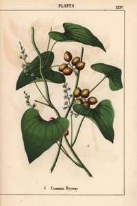 Gemeine Zaunrübe mit goldenen Beeren. Bryonia alba, aus 
