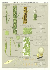 Confervaceae, Ulvaceae und Myxomyceten