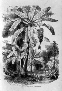 Conuco von Kochbananen und Tabak, aus Santo Domingo Vergangenheit und Gegenwart von Samuel Hazard, veröffentlicht 1873