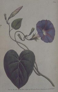 Große Winde (Convolvulus purpureus), Tafel 113 aus William Curtis