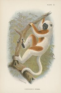 Coquerels Sifaka von English School
