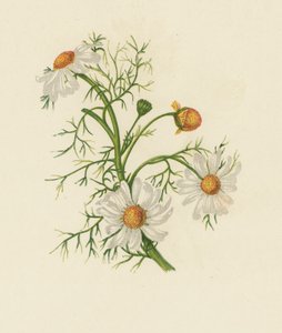 Falsche Kamille, Pyrethrum Inodorum von English School
