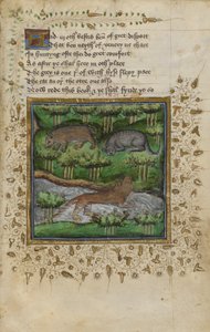 Illustration eines Dachses, einer Wildkatze und eines Otters; mit Versen, aus einem 