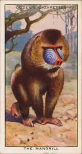 Balzfarben, Tiere, Der Mandrill