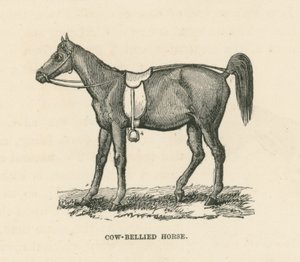 Kuhbäuchiges Pferd von English School